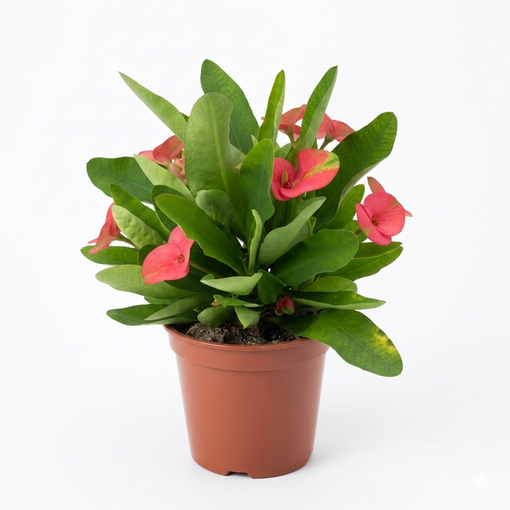 Euphorbia milii a fiore grande - nuova varietà rosa